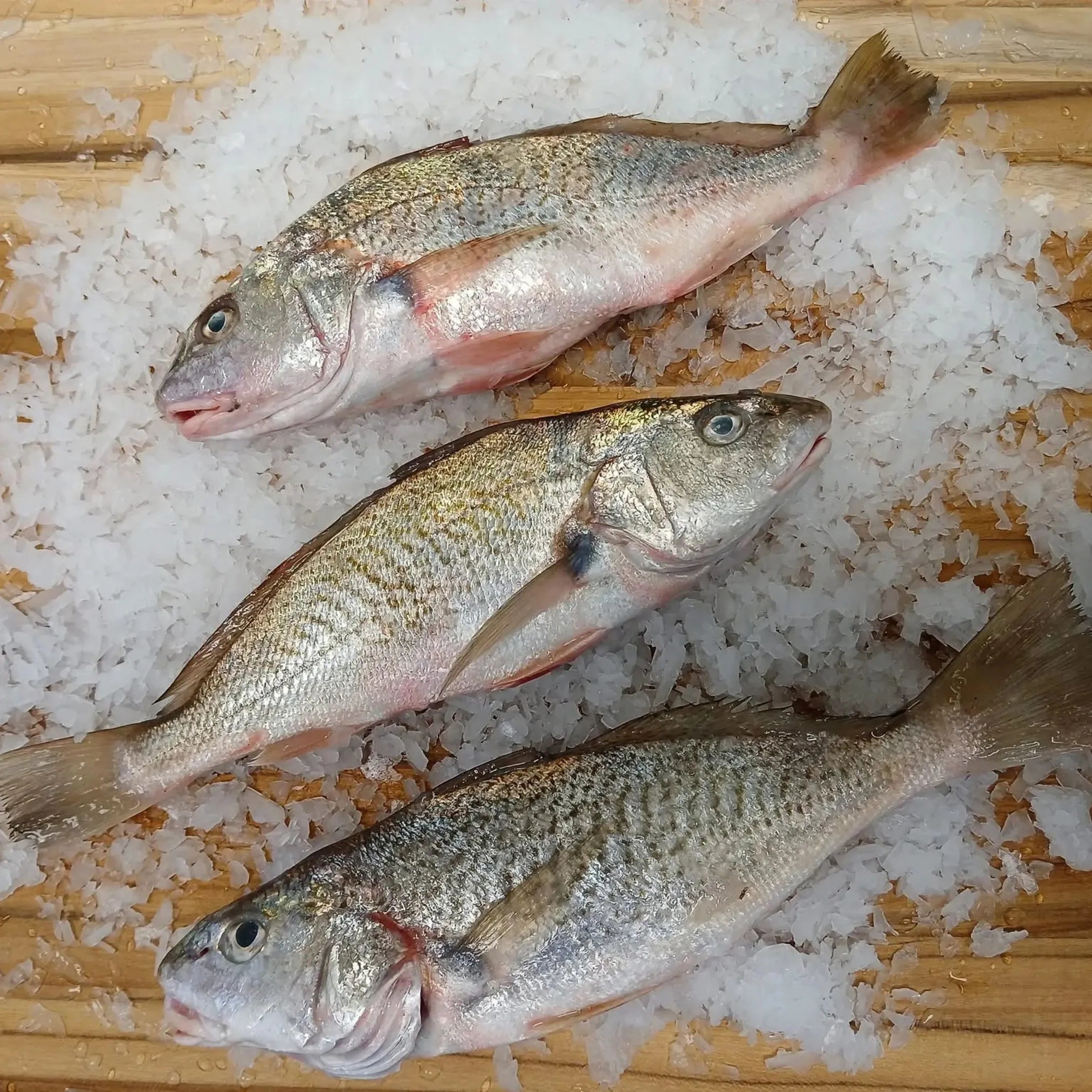 Croaker Fish