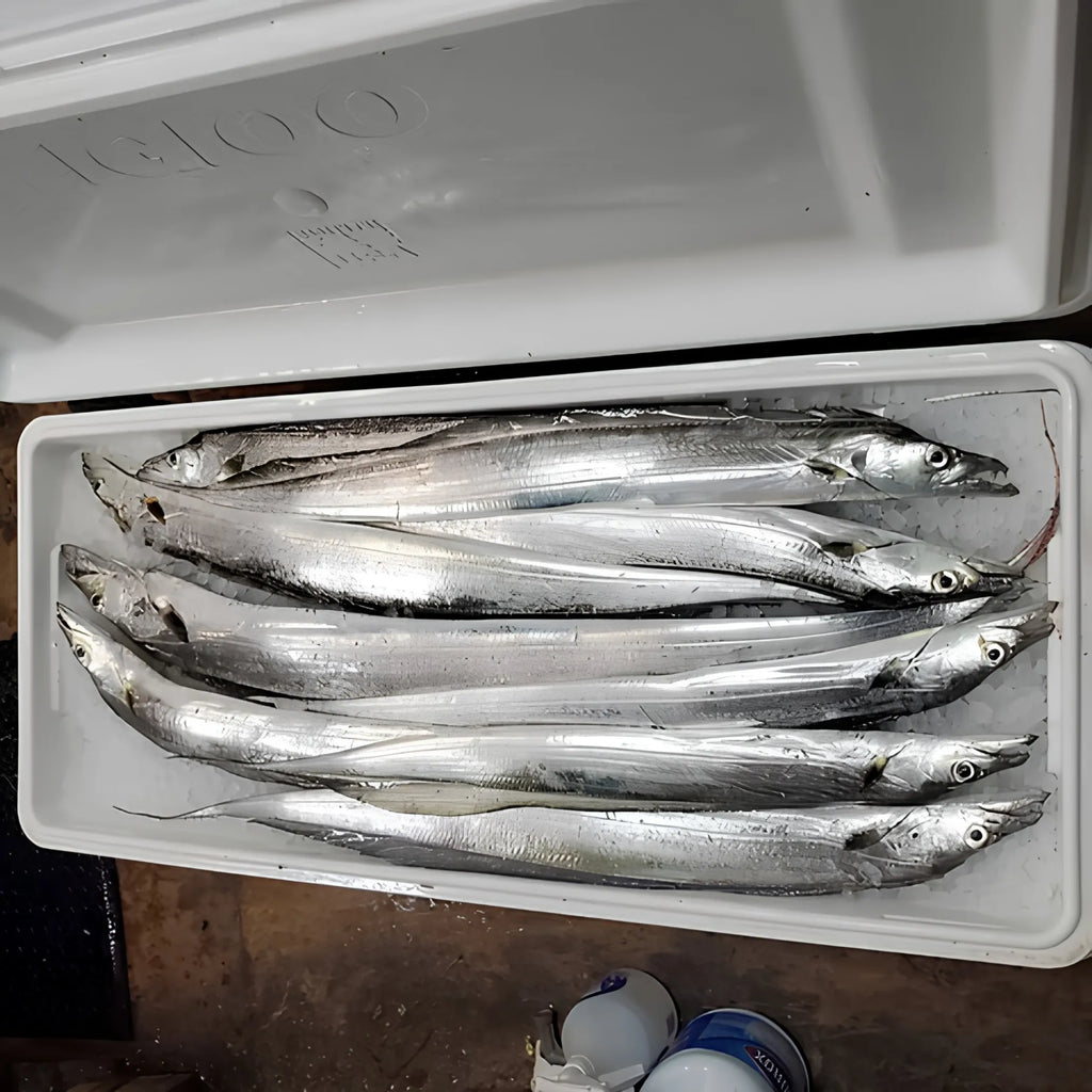 Ribbon Fish