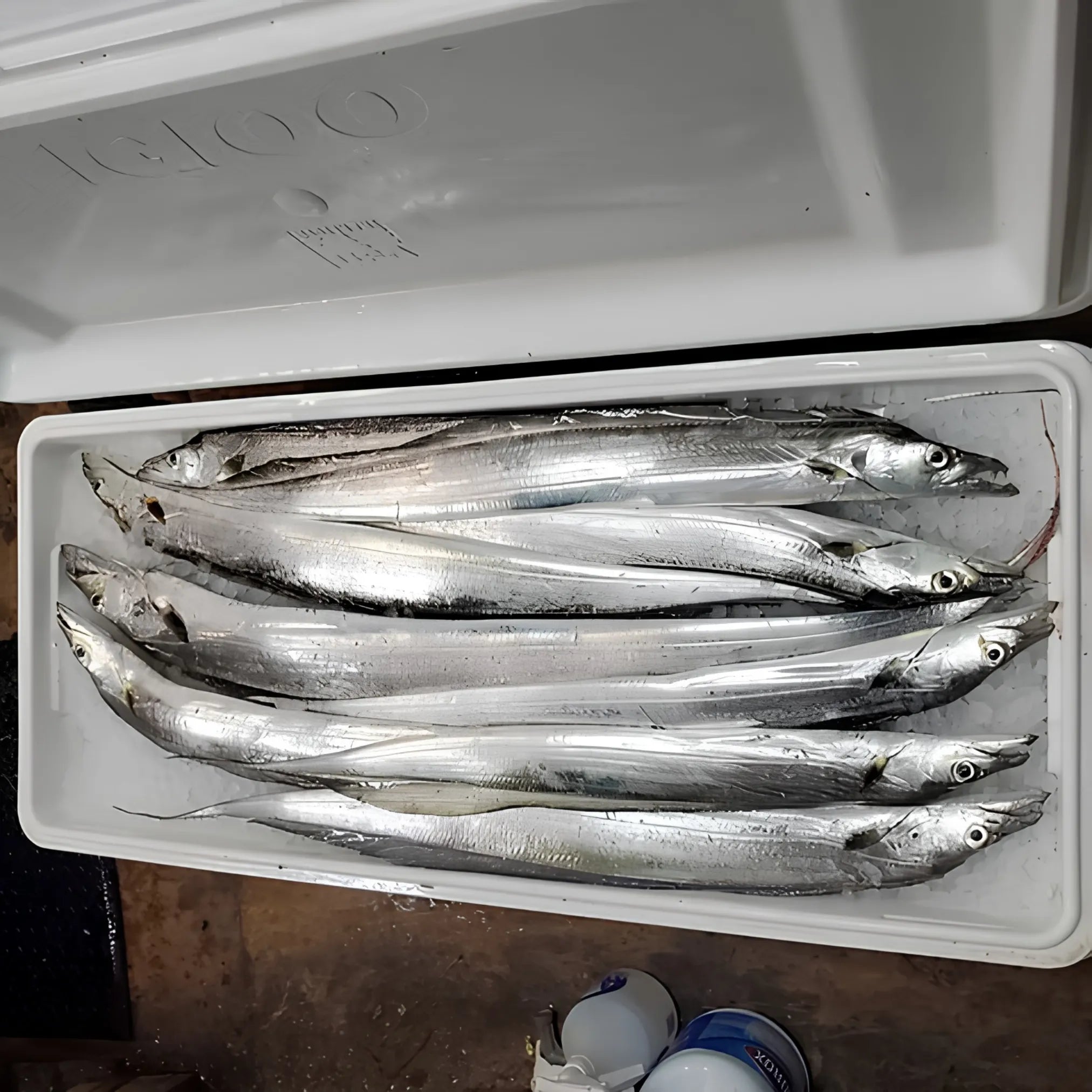 Ribbon Fish