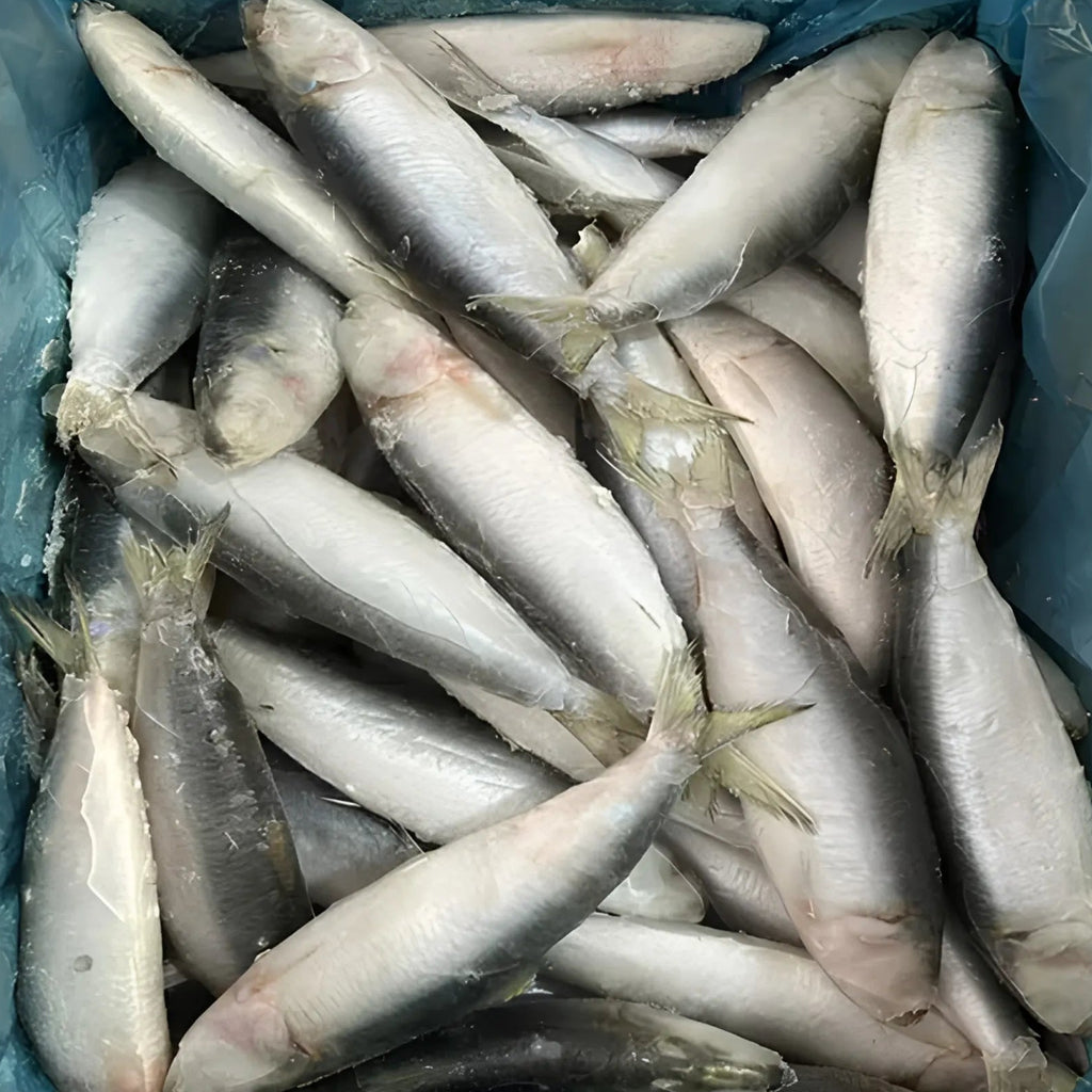 Sardine Fish