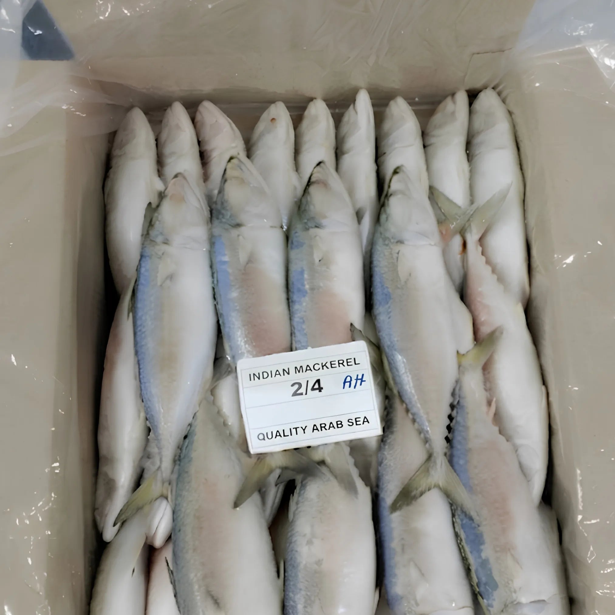 Indian Mackeral